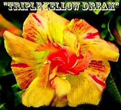 (image for) Adenium Obesum Triple Yellow Dream 5 Seeds - Click Image to Close